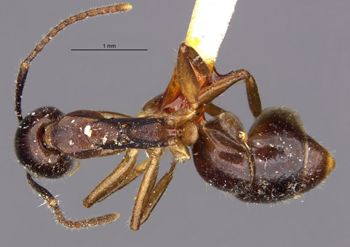 Media type: image;   Entomology 21200 Aspect: habitus dorsal view